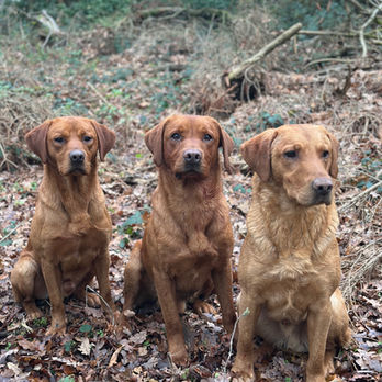 Three of the stunning fox red labradors used for dog breeding at Kanzanglaze Labradors sat in a Suffolk field