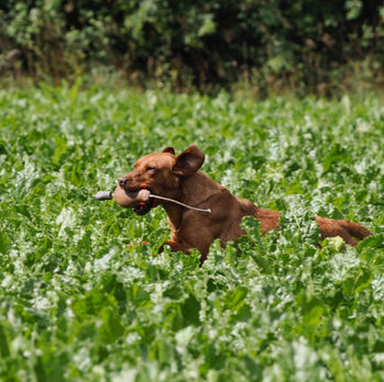 A pedigree Fox Red Labrador with a fresh pick up on a game shoot running through a field in Suffolk.