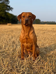 A photograph of a Fox Red Labrador in a dry crop suffolk field