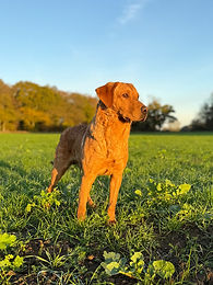 A photograph of a fox red labrador, named Lemmy, stood in a grassy space in Suffolk