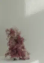 Tamara Neuhaus Coaching Bild von Blumen