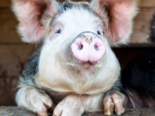 BRINGING HOME THE BACON...