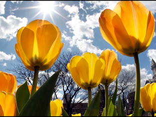 SPRING REVIVAL...