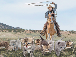 LIKE HERDING CATS...