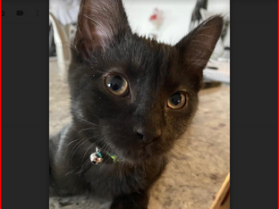 NEW ADDITION TO THE SWAILS FAMILY!