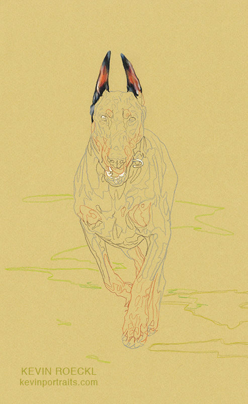 Prismacolor pencil full-body portrait of black and tan Doberman running, in progress