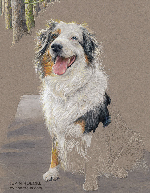 Detail of a colored pencil portrait of an Australian Shepherd, in progress