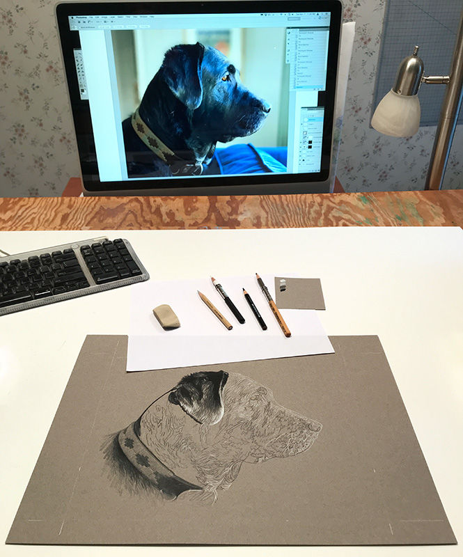 Pencil drawaing portrait of black Lab in progress in the art studio
