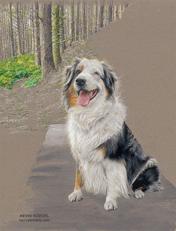 Colored pencil portrait of an Australian Shepherd in a forest, in progress