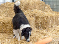 Scout portrait in progress 7 - All about barn hunt