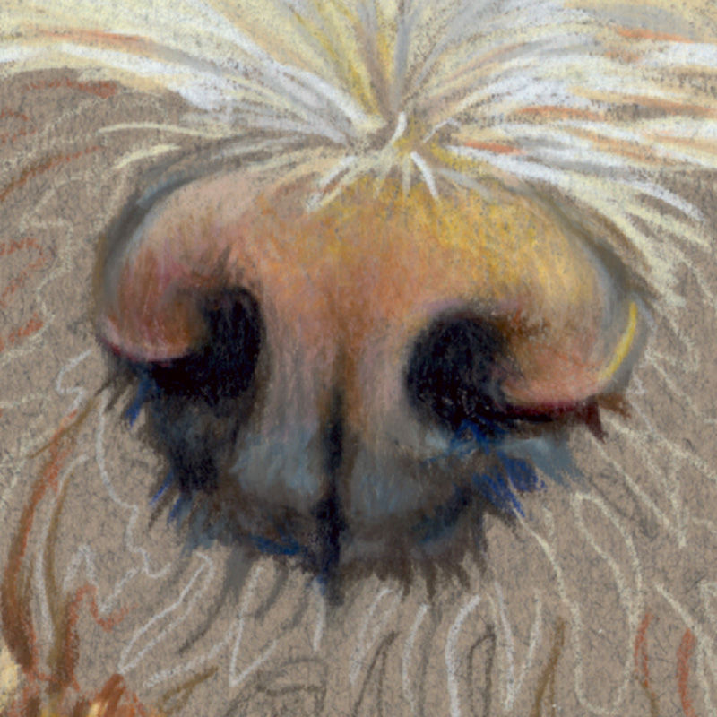 Detail of the nose in a colored pencil portrait of a terrier mix dog, in progress.