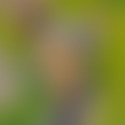 Cooper, Addie, and Rio portrait in progress 13