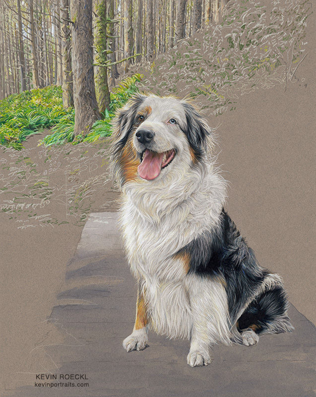 Colored pencil portrait of an Australian Shepherd in a forest scene, in progress