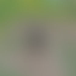 Remmy portrait in progress 9