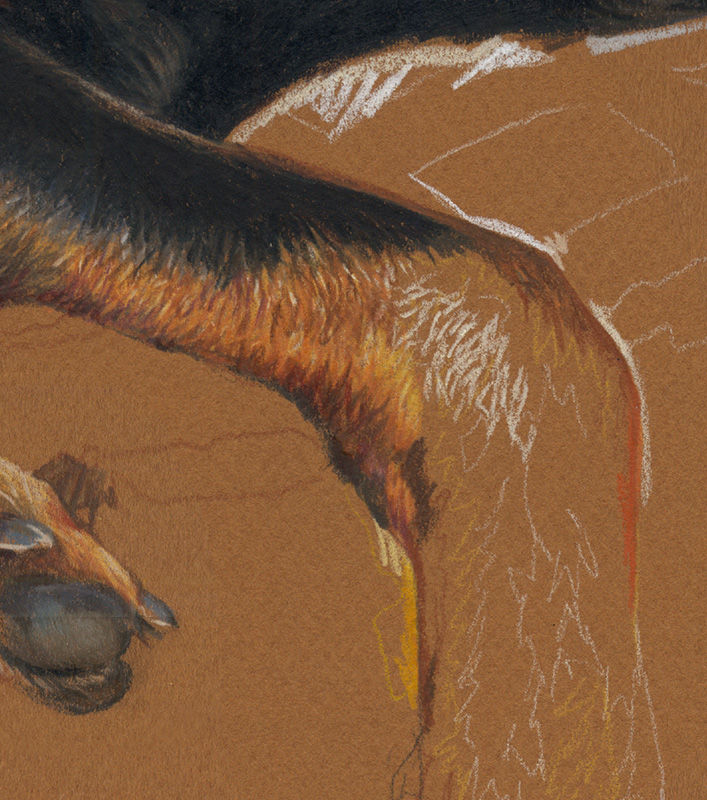 Close-up of scanned colored pencil portrait, in progress