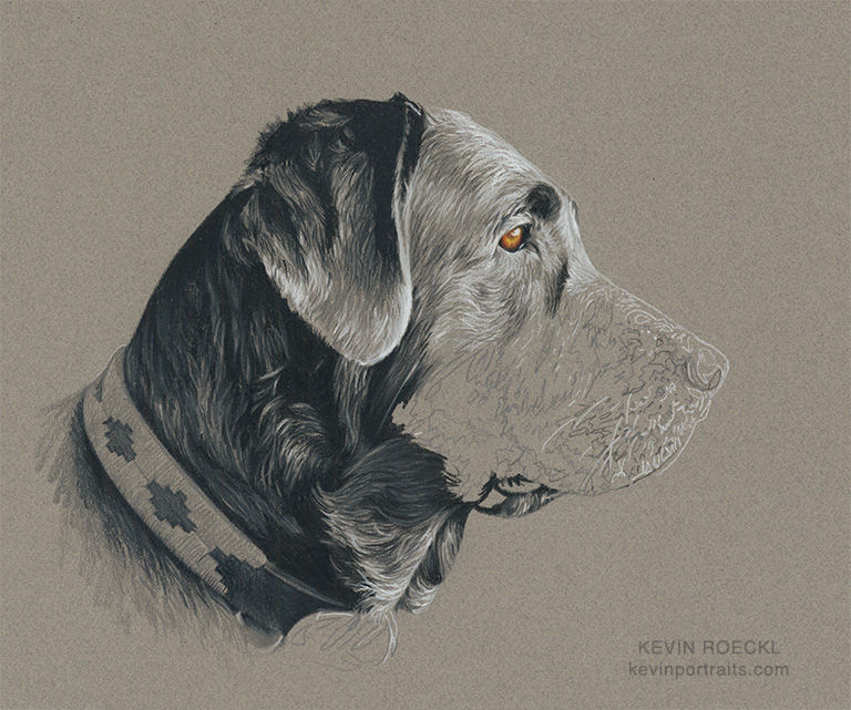 Grisaille colored pencil portrait of a black Lab, Labrador Retriever dog, in progress