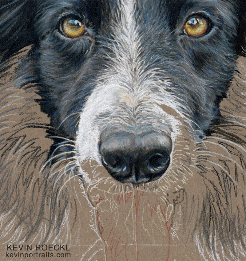 Detail of a colored pencil Head Study portrait of a Border Collie, in progress.