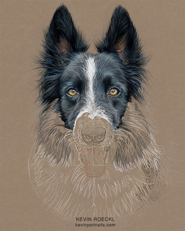 Prismacolor pencil Head Study portrait of a Border Collie, in progress.