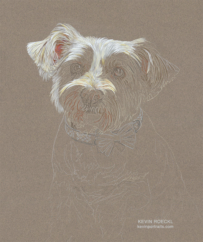 Colored pencil portrait of a terrier mix dog, in progress
