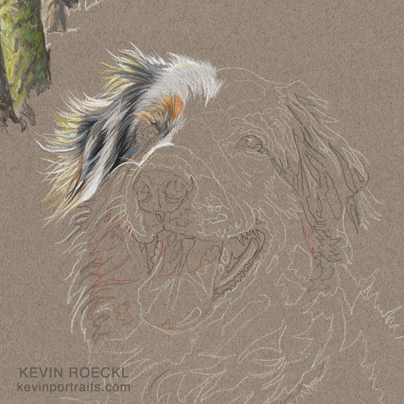 Detail of a colored pencil portrait of an Australian Shepherd, in progress