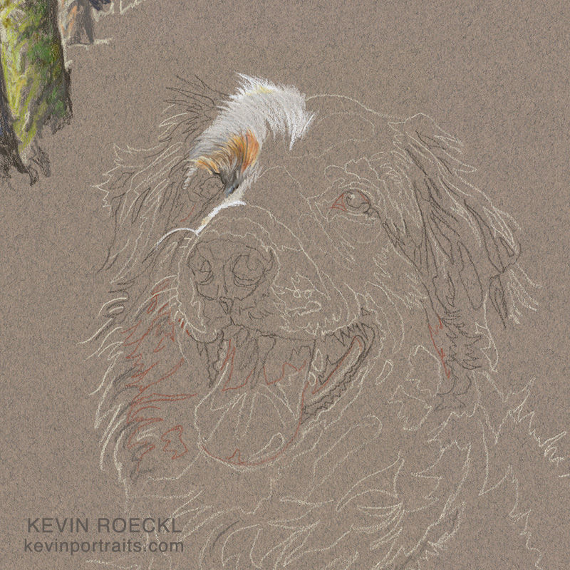 Detail of a colored pencil portrait of an Australian Shepherd, in progress