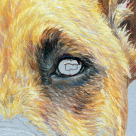 Daisy portrait in progress 2 - Iris interruptus