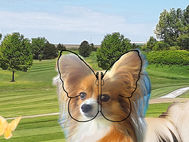 Casey portrait in progress 2 - Ears like butterfly wings