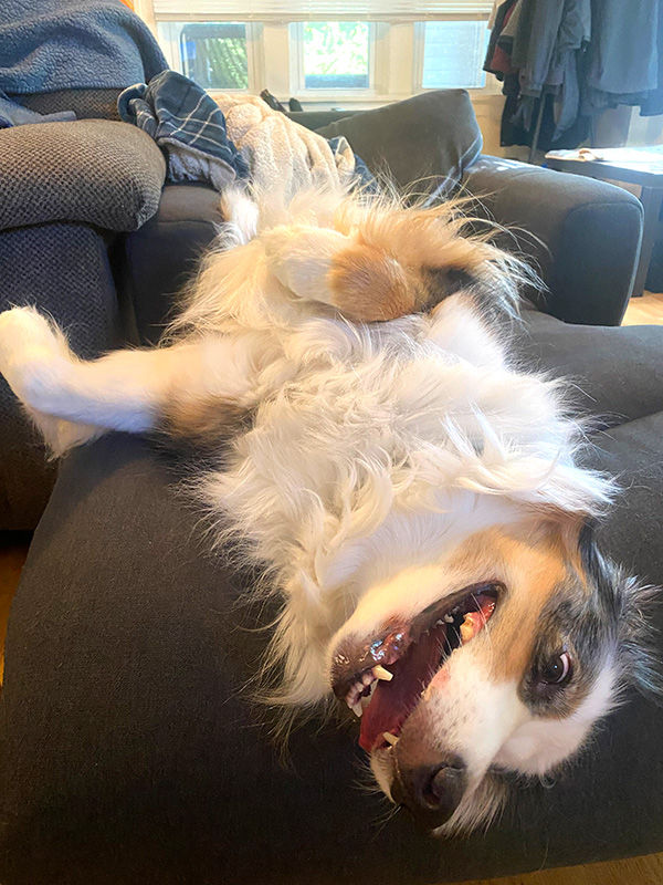 Photo of Australian Shepherd, Shasta lying on her back on a chaise with a big smile on her face.