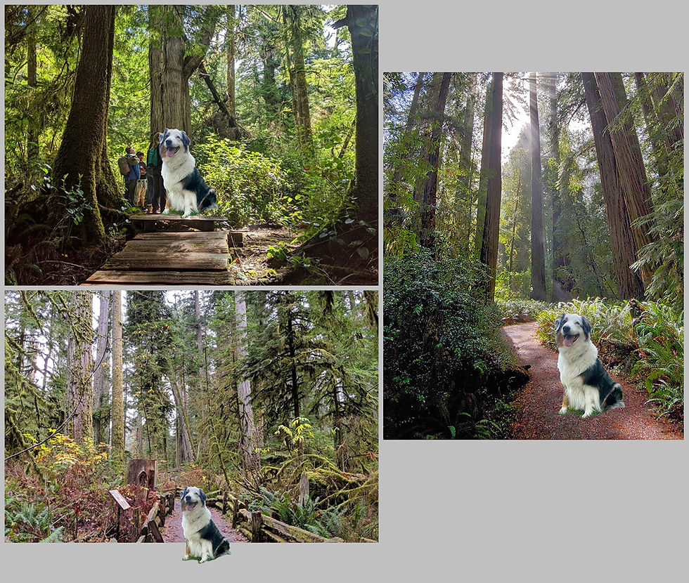 3 potential layouts for portrait of Australian Shepherd in a forest, made with Photoshop