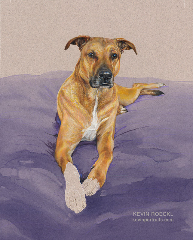 Colored pencil and watercolor portrait of tan dog, in progress