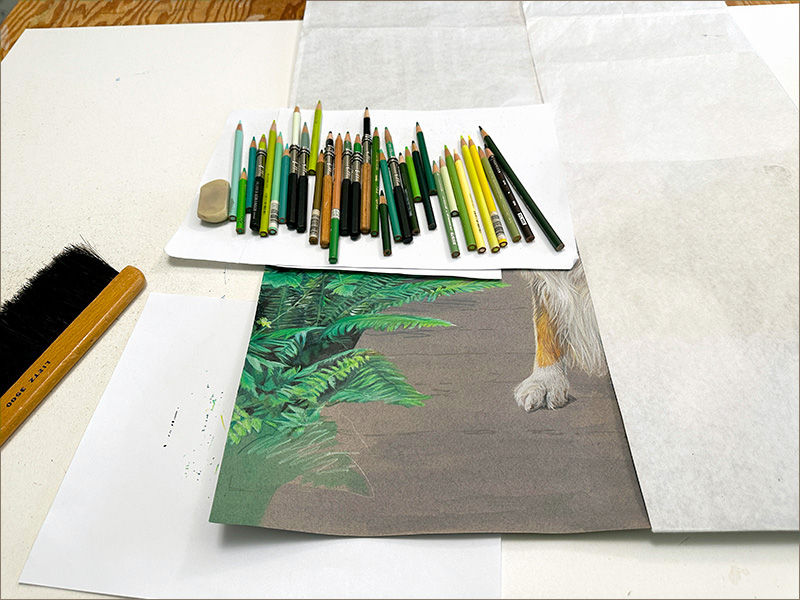 Colored pencil portrait of an Australian Shepherd, in progress with colored pencils in Kevin's studio