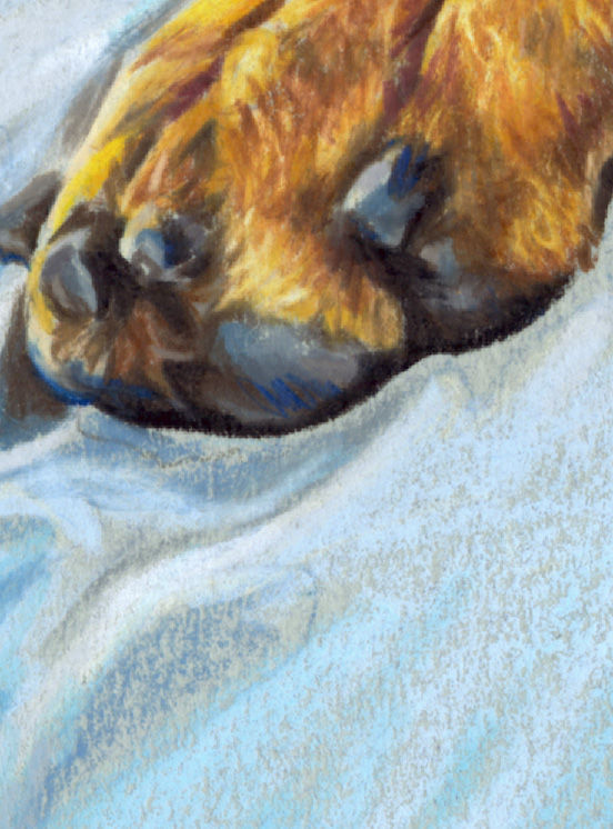 Detail of a colored pencil portrait of a Doberman.