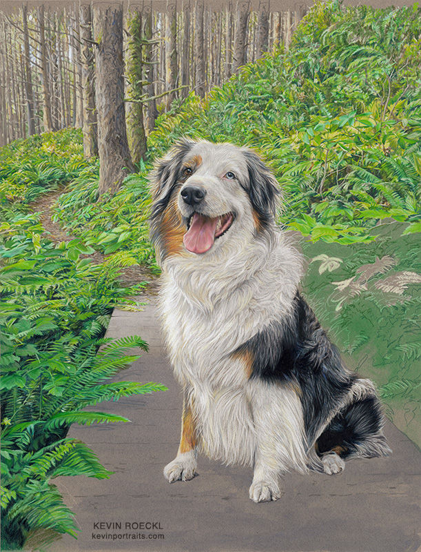 Colored pencil portrait of an Australian Shepherd in a forest scene, in progress