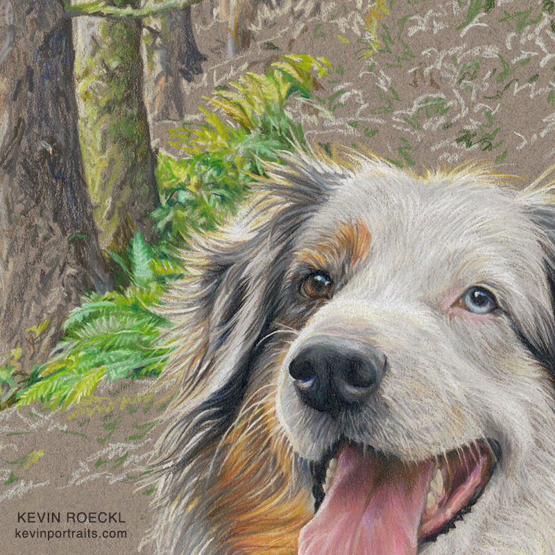 Detail of a colored pencil portrait of an Australian Shepherd in a forest scene, in progress