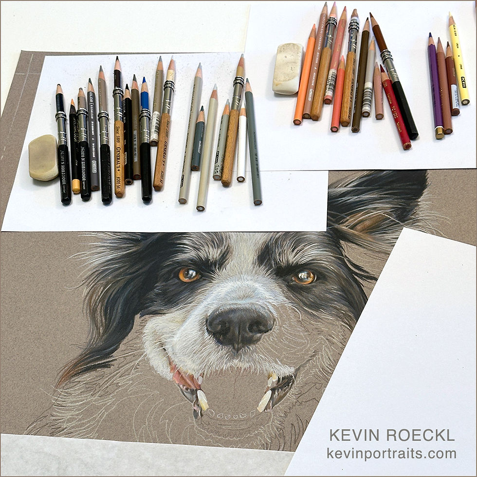 Portrait of a Border Collie in progress in Kevin's studio with colored pencils