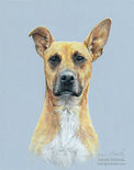 Daisy portrait in progress - start to finish