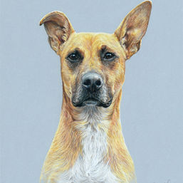 Daisy portrait in progress - start to finish