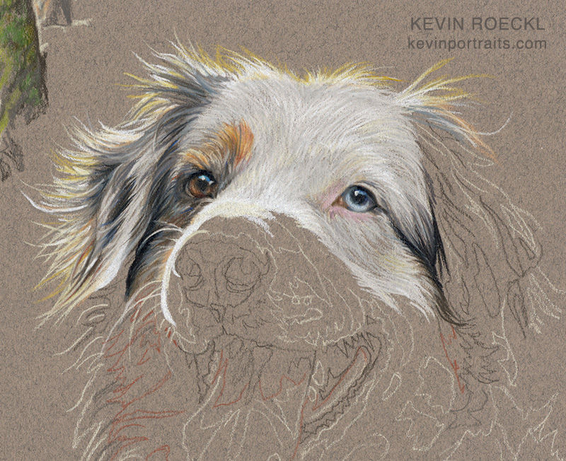 Detail of a colored pencil portrait of an Australian Shepherd, in progress