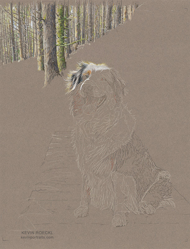 Detail of a colored pencil portrait of an Australian Shepherd, in progress
