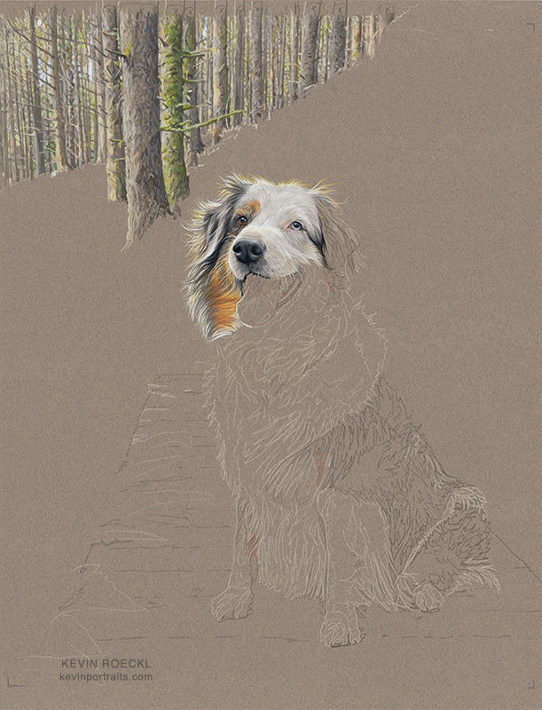 Colored pencil portrait of an Australian Shepherd, in progress