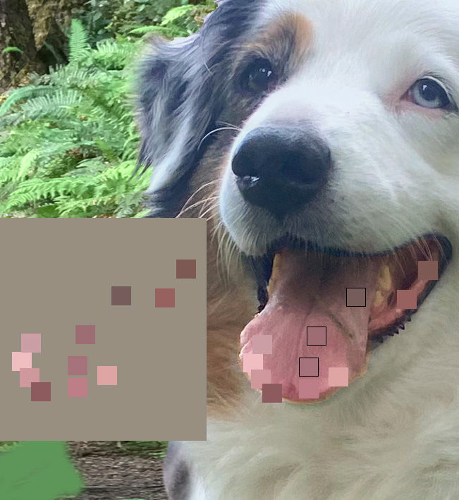 Reference photo of an Australian Shepherd, with colors sampled in Photoshop