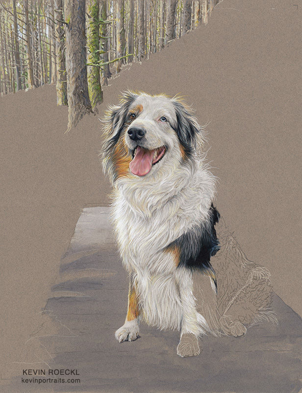 Colored pencil portrait of an Australian Shepherd in a forest, in progress