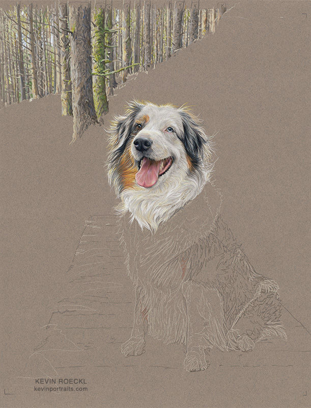 Detail of a colored pencil portrait of an Australian Shepherd, in progress