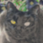 Close-up detail of colored pencil portrait of black cat, in progress