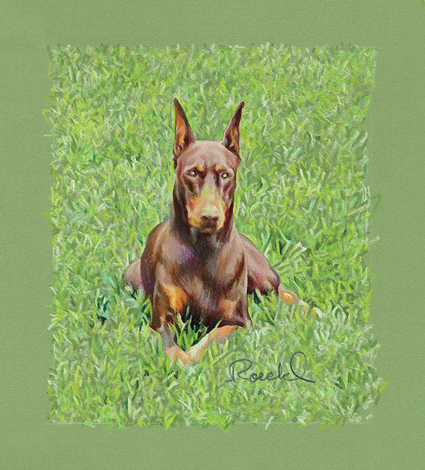 "Little Jewel" colored pencil portrait of red Doberman on green grass