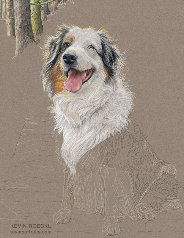 Colored pencil portrait of an Australian Shepherd, in progress