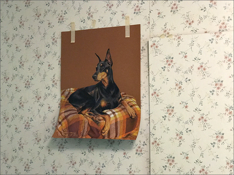 Colored pencil portrait of a black Doberman in progress, taped up on the wall of Kevin's art studio
