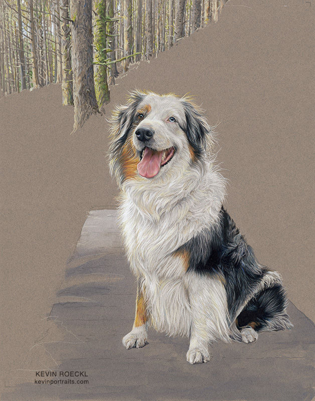 Colored pencil portrait of an Australian Shepherd in a forest, in progress