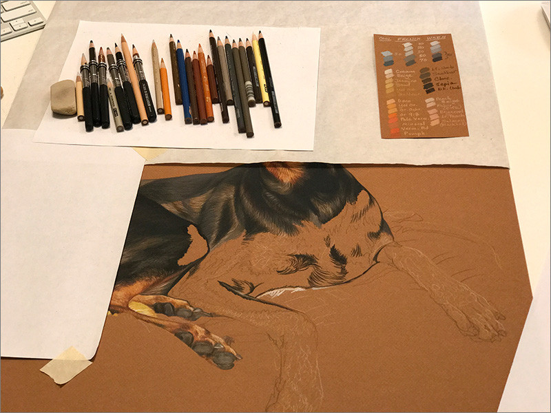 Colored pencil portrait of a Doberman, in progress in Kevin's studio