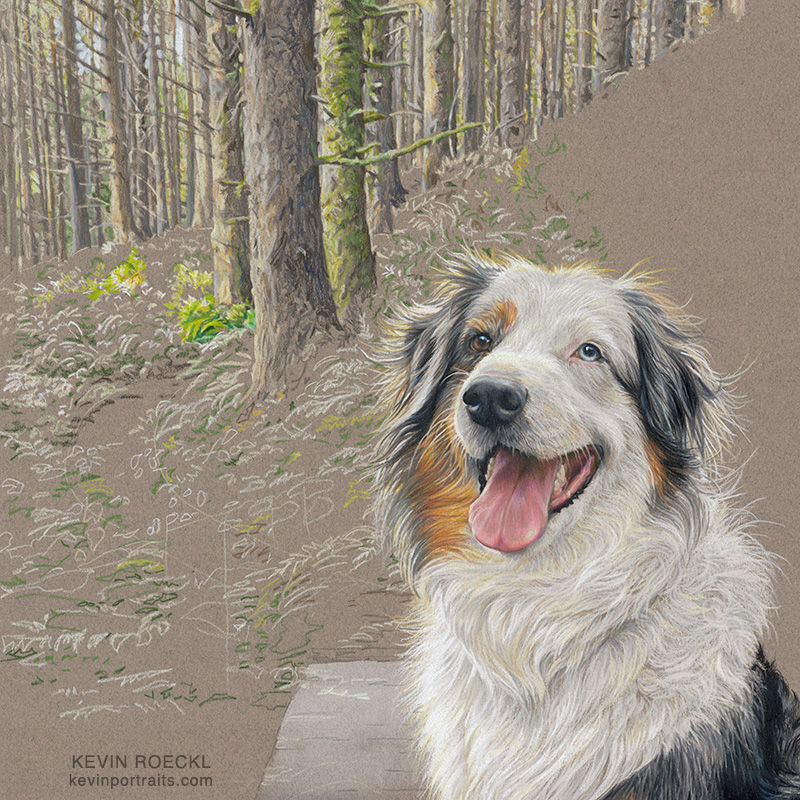Close-up detail of a colored pencil portrait of an Australian Shepherd, in progress